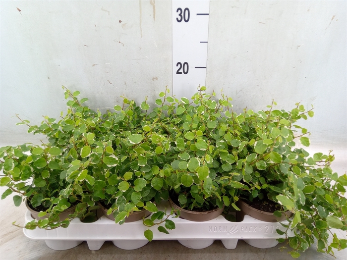 <h4>Ficus pumila 'White Sunny'</h4>