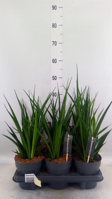 <h4>Sansevieria kirkii 'Friends'</h4>