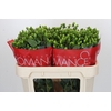 Hypericum Jungle Romance Spray