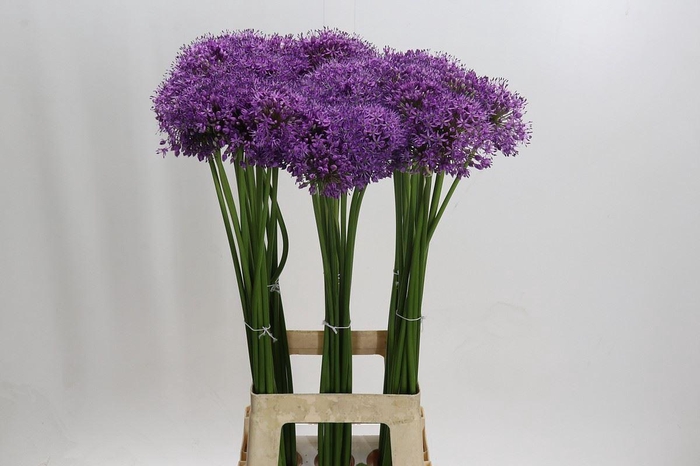 <h4>ALLIUM  'GLADIATOR'</h4>
