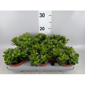 Crassula ovata 'Minor'