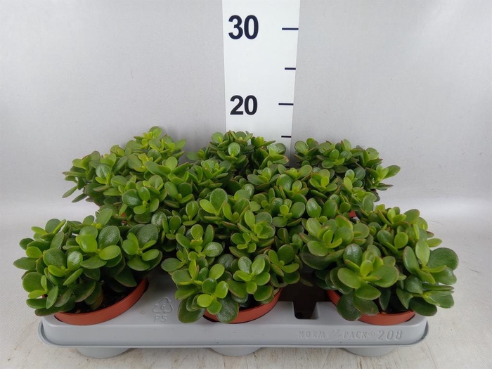 <h4>Crassula ovata 'Minor'</h4>