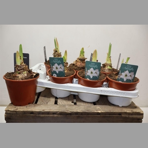 Hippeas Picotee Exclusief