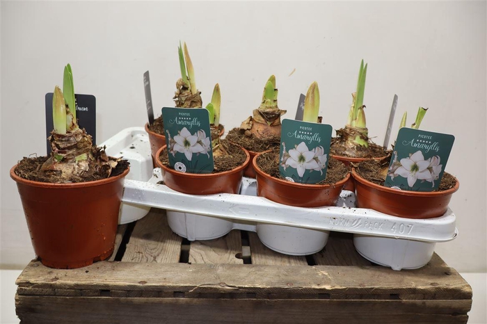 <h4>arr8 Hippeas Picotee Exclusief</h4>