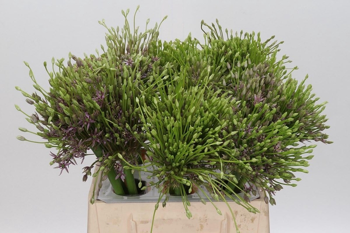 <h4>Allium Schubertii</h4>