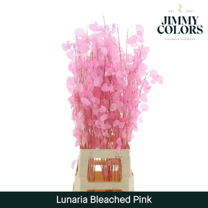 Lunaria Gebleekt Pink