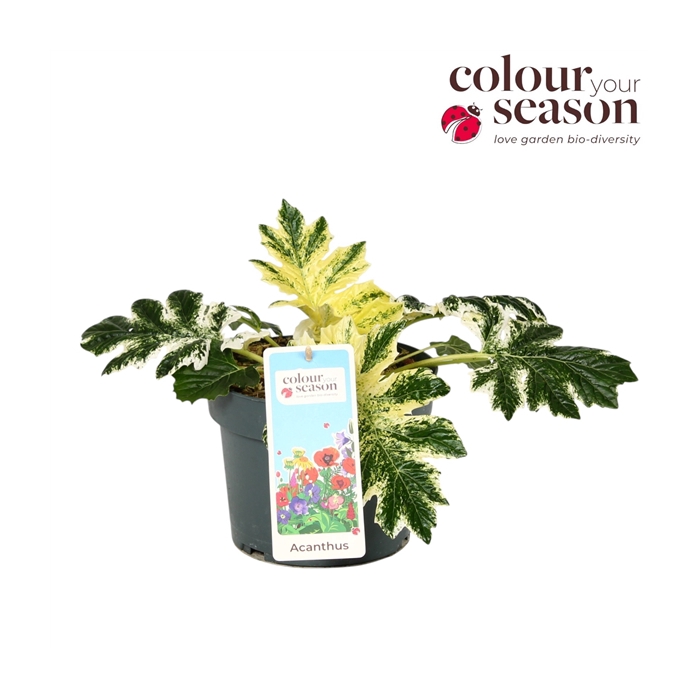 <h4>Acanthus White Water P19</h4>