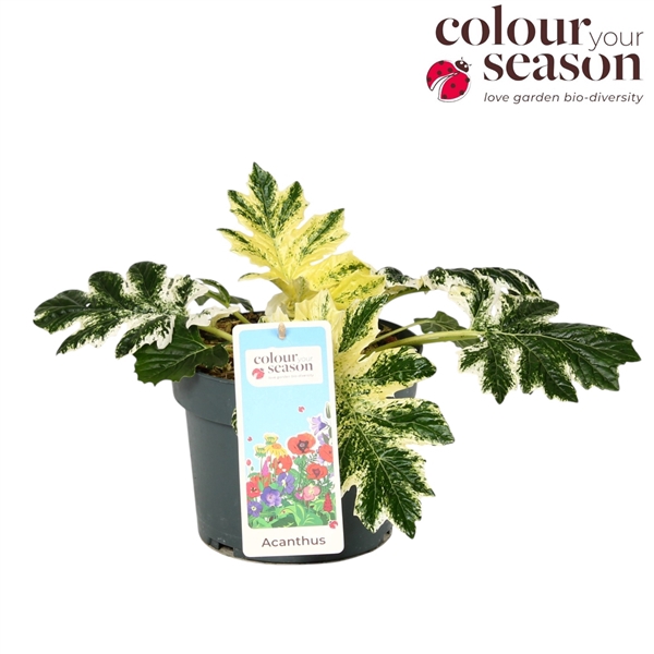 Acanthus White Water P19