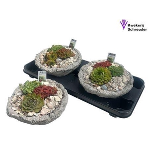 Arr Tuinplanten In Rond Beton