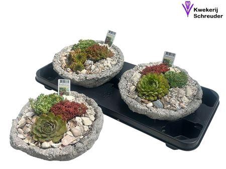 <h4>Arr Tuinplanten In Rond Beton</h4>