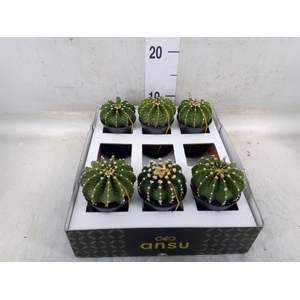 Gymnocalycium mihanov. 'Japan'  mix