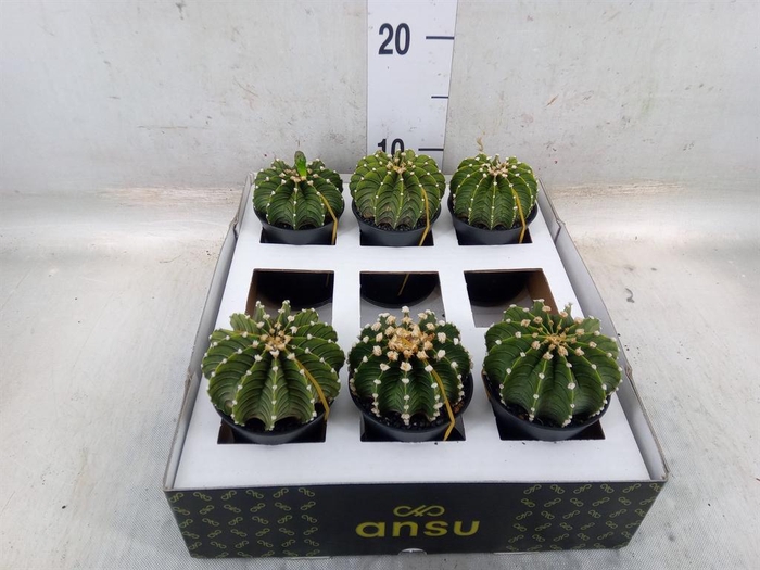 <h4>Gymnocalycium mihanov. 'Japan'  mix</h4>