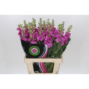 Matthiola Iron Hot Pink