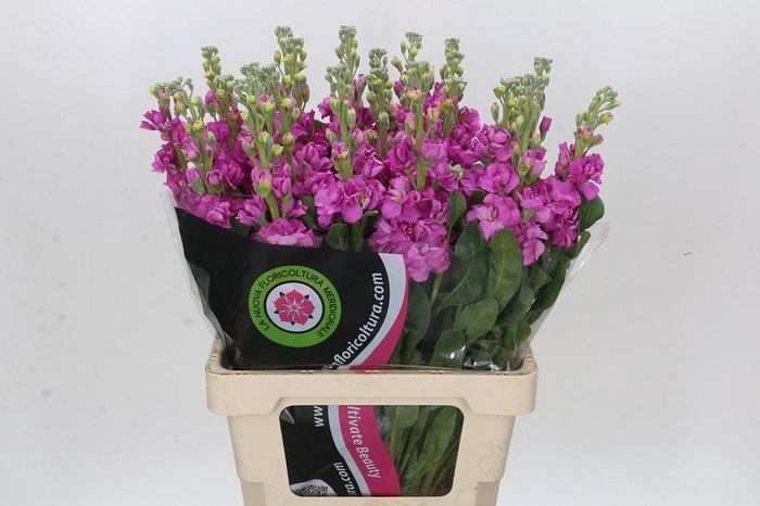Matthiola Iron Hot Pink
