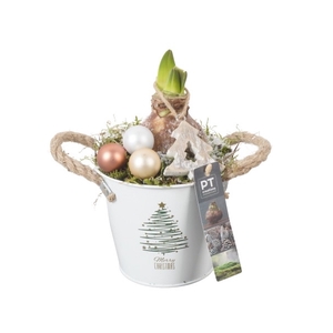 PTACH8242 Arrangement Amaryllis Kerst in zink pot