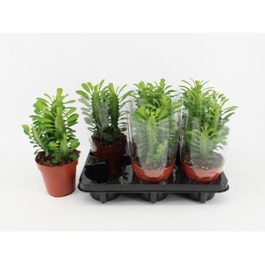 Euphorbia trigona 12Ø 25cm