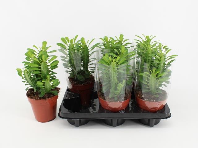 Euphorbia trigona 12Ø 25cm
