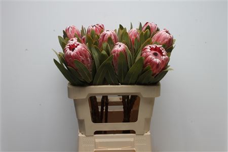 Protea Pink Lady