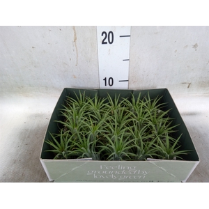 Tillandsia