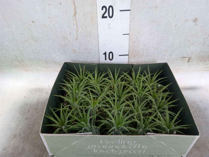 <h4>Tillandsia</h4>