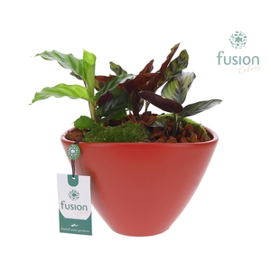 Pot keramiek ovaal Large met arrangement