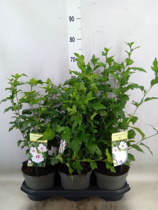 <h4>Hibiscus syriacus 'Red Heart'</h4>