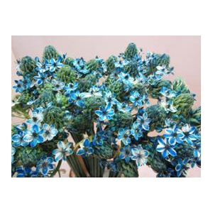 ORNIT SAUNDERSIAE LICHT BLAUW