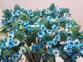 <h4>ORNIT SAUNDERSIAE LICHT BLAUW</h4>