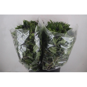 Hedera Berry 200gr P Bunch