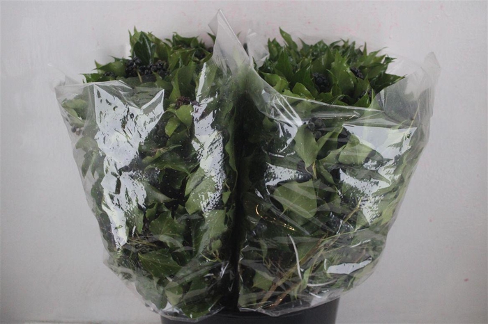 <h4>Hedera Berry 200gr P Bunch</h4>