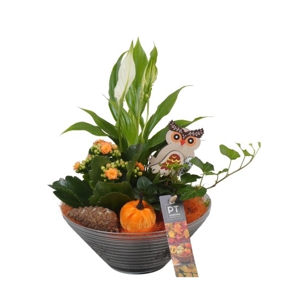 <h4>PTHG3322 Arrangement Autumn Glass in glas schaal</h4>