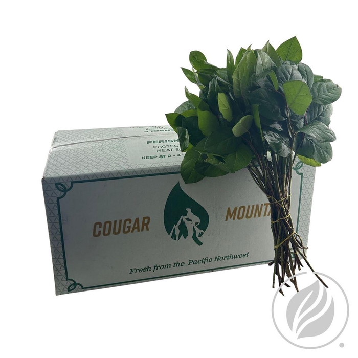 <h4>Salal Tips Cougar</h4>