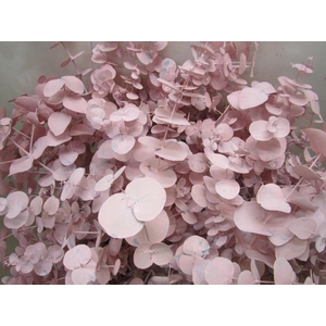 Euc Cinerea Licht Rose