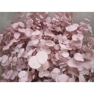 Euc Cinerea Licht Rose