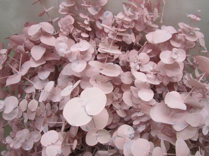 <h4>Euc Cinerea Licht Rose</h4>