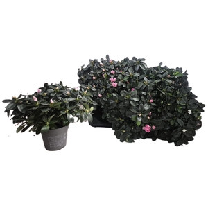 RHODO SI VOGEL GEM