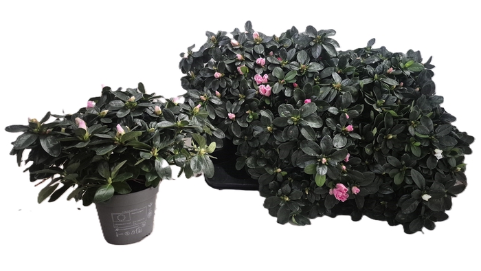 <h4>RHODO SI VOGEL GEM</h4>