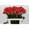 Dahlia Orange Fox