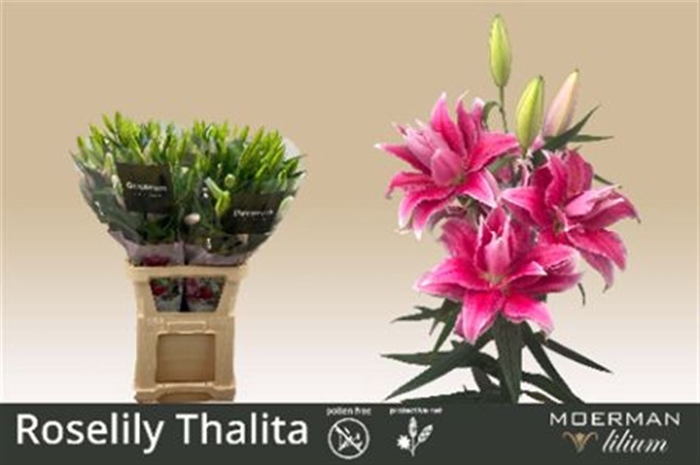 <h4>Li Or Du Rl Thalita</h4>