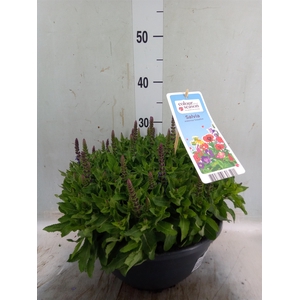 Salvia nemorosa 'Sensation Blue Dp'