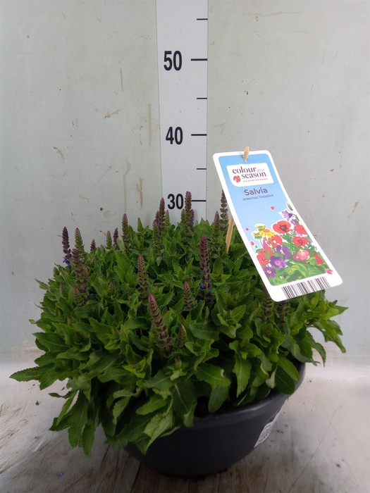 <h4>Salvia nemorosa 'Sensation Blue Dp'</h4>