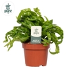 Asplenium antiquum Hurricane Air so Pure