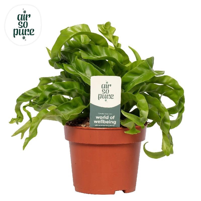 <h4>Asplenium antiquum Hurricane Air so Pure</h4>
