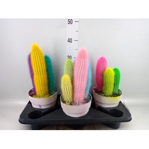 Cactus   ...