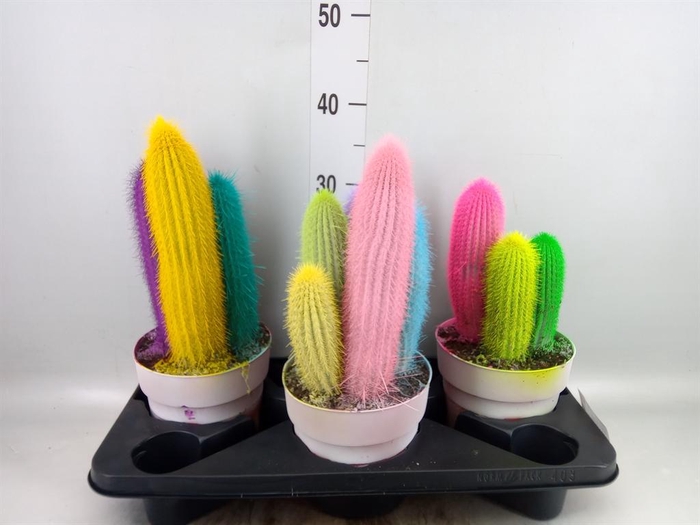 <h4>Cactus ...</h4>