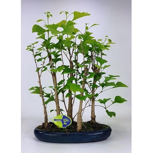 ginkgo biloba group 5 stem
