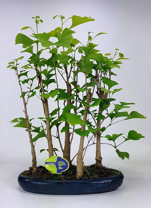 <h4>ginkgo biloba group 5 stem</h4>