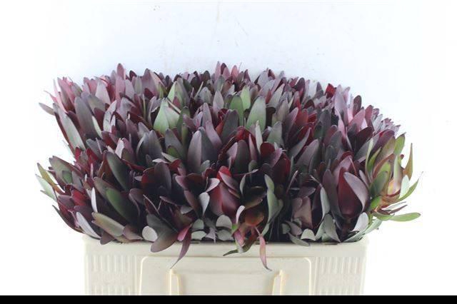 <h4>LEUCAD SAF SUNSET</h4>