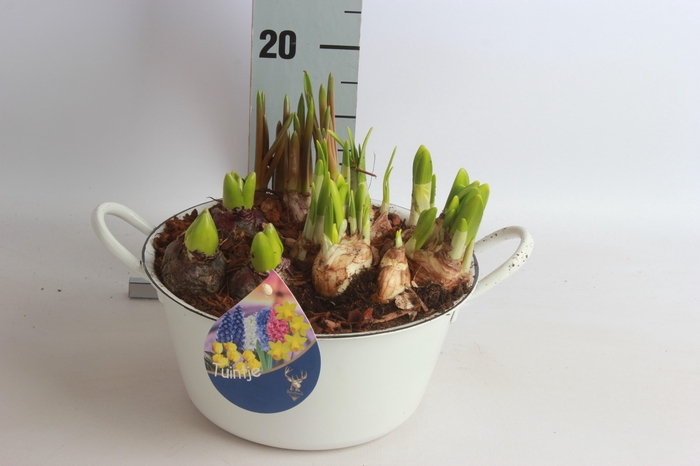 <h4>ARR BOL KNOLGEWAS</h4>