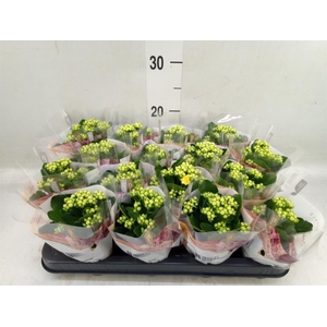 Kalanchoe blos. 'RosDon Amaril'